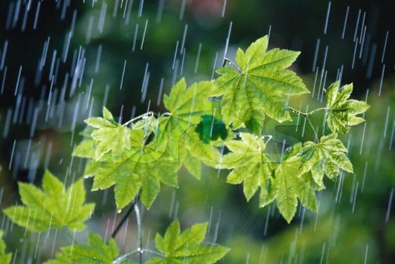 کارشناس سازمان هواشناسی:بارش پراکنده در برخی استان ها تا پایان هفته
